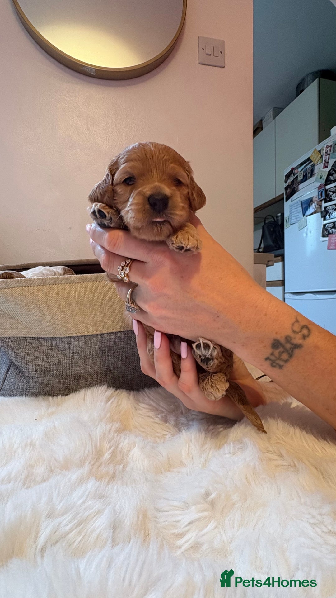 Cockapoo dogs for sale: 🐾 Adorable F2 Cockapoo Puppies! 🐾 - Image 18