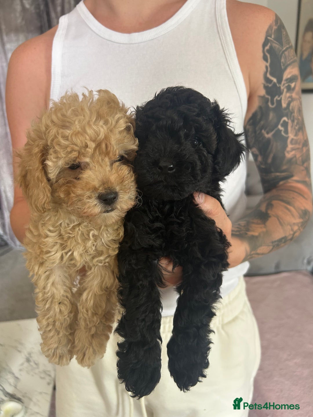 Toy Poodle dogs for sale: Adorable Toy Poodle Puppies READY TO GO!  - Image 8