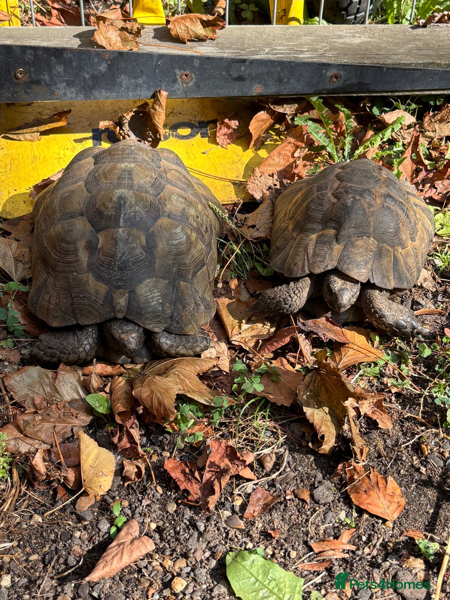 Tortoise reptiles Marginated and Spur Thighed Tortoises  - Advert 1