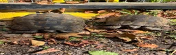 Tortoise reptiles for sale: Marginated and Spur Thighed Tortoises  - Advert 1