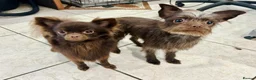 Chihuahua dogs for sale: Chihuahua girls for sale  - Advert 22