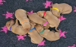Hungarian Vizsla dogs for sale: Exceptional Hungarian Vizsla Puppies for Sale - Image 9