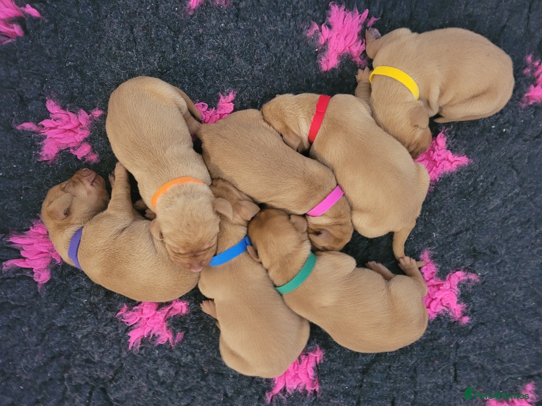 Hungarian Vizsla dogs for sale: Exceptional Hungarian Vizsla Puppies for Sale - Image 9