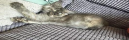 Maine Coon cats for sale: Title 2 x Maine Coon Kittens ONLY FEMALES LEFT - Advert 10