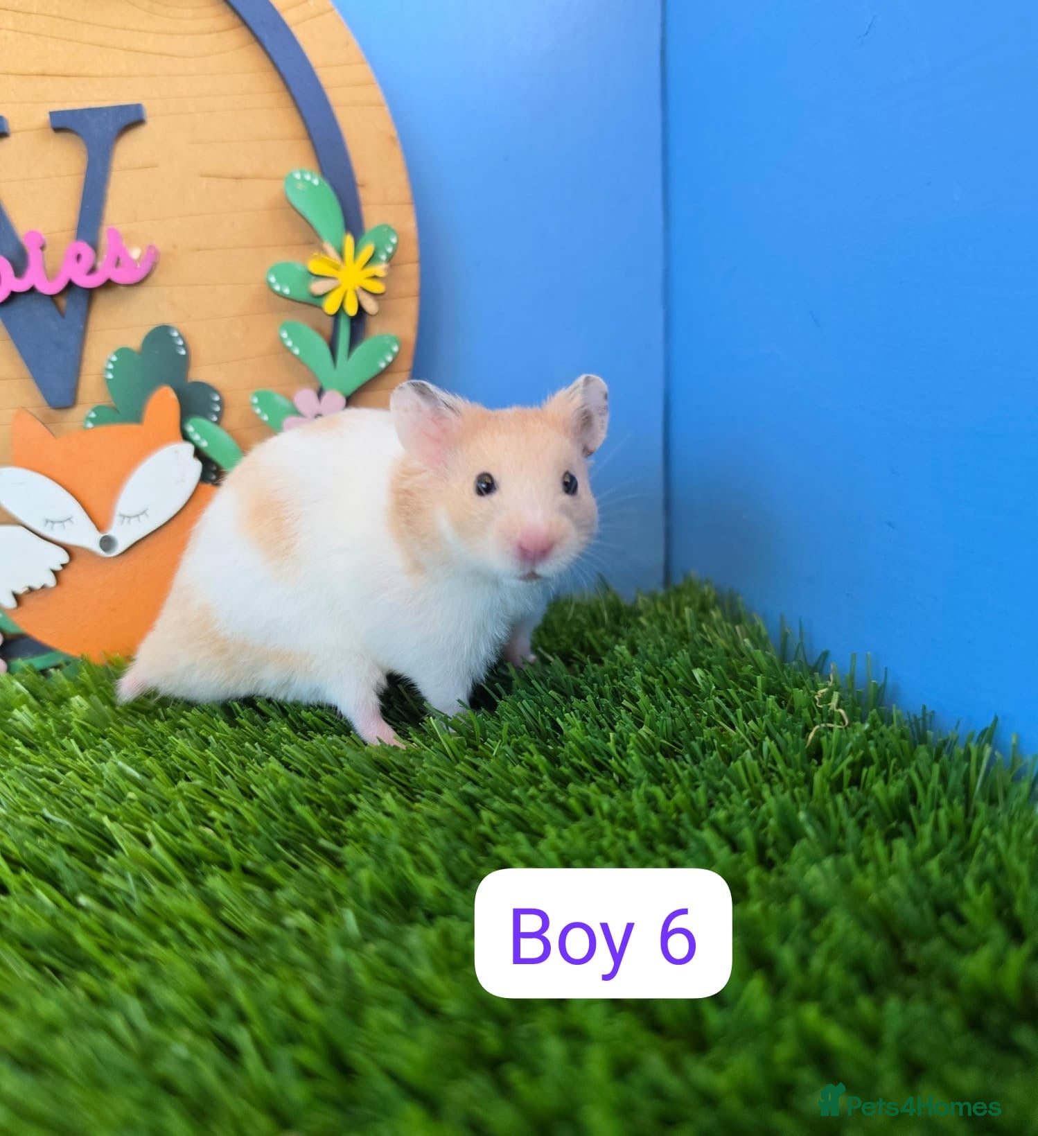 Hamster rodents Syrian Hamster Baby Male Pedigree Boy  - Advert 2