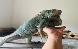 Iguana reptiles for sale: Tank the tame Blue Iguana  - Image 13
