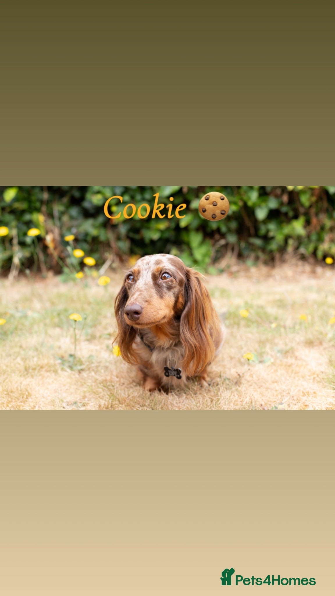 Miniature Dachshund dogs KC Longhaired Mini Dachshund puppies - Advert 2