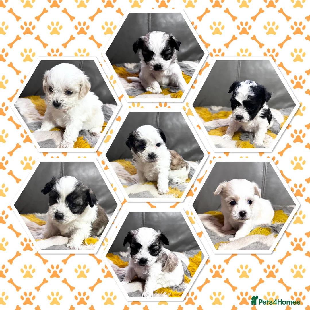 Malshi dogs for sale: Gorgeous Malshi girl & boys  - Advert 1