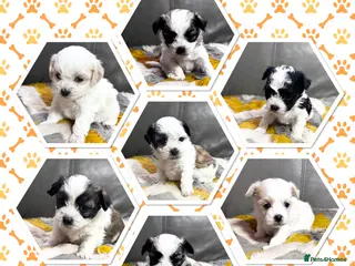 Malshi dogs Gorgeous Malshi girl & boys - Advert 3