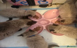 Ragdoll cats for sale: Beautiful, fluffy seal point ragdoll babies - Advert 10