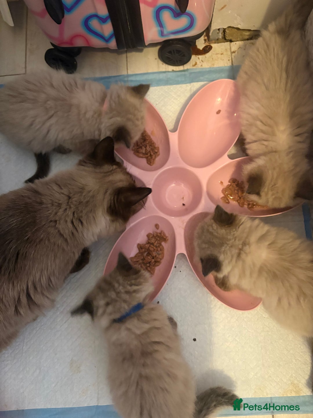 Ragdoll cats for sale: Beautiful, fluffy seal point ragdoll babies - Advert 10