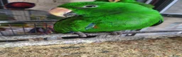 Lories birds for sale: Female and male eclectus 4 months old super tamed - Advert 12
