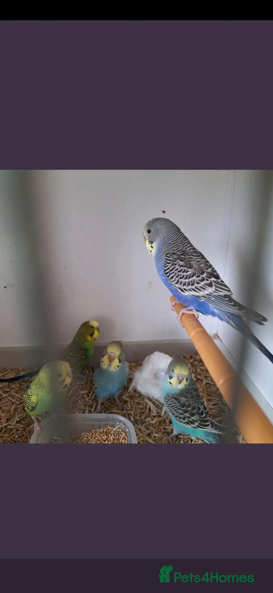 Budgerigars birds for sale: Baby Budgies, Male/Female £20/25Cockatiels £80 - Advert 13