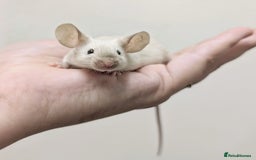 Mouse rodents for sale: Friendly Fancy Mice  - Image 1