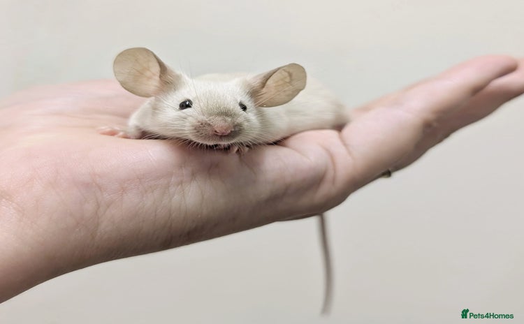 Mouse rodents - Advert 1