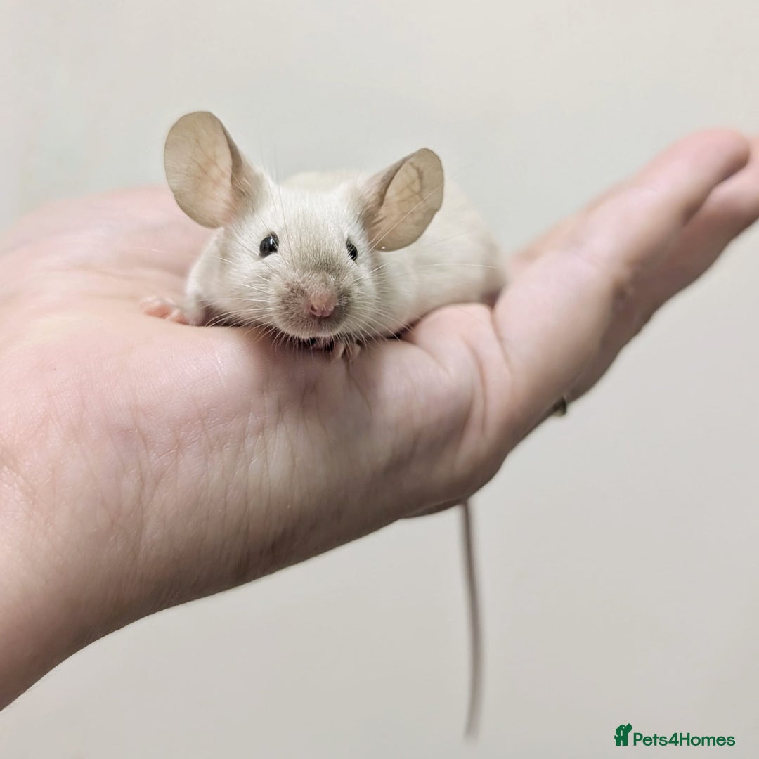 Mouse rodents for sale: Friendly Fancy Mice  - Image 1