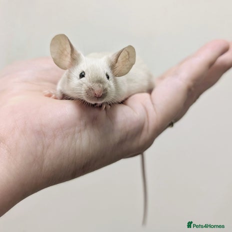 Mouse rodents - Advert 1