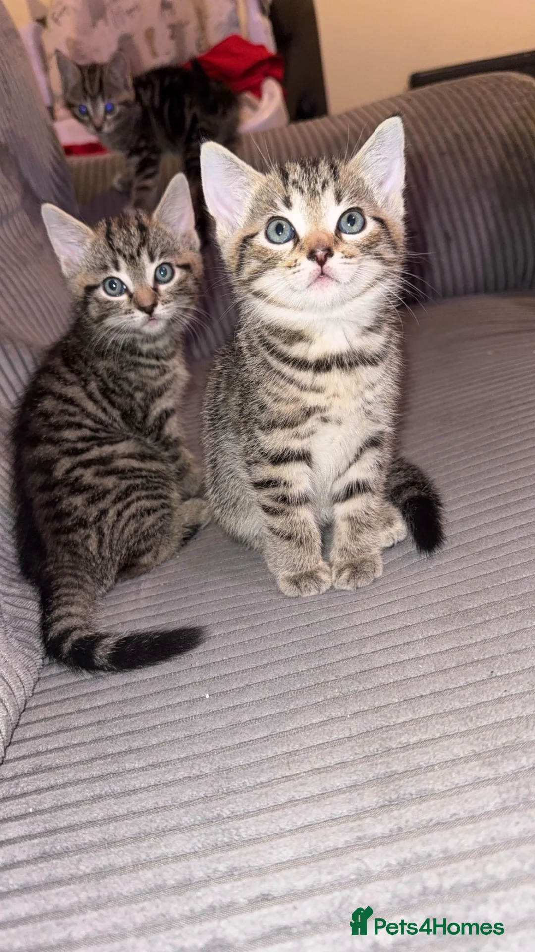 Mixed Breed cats for sale: 3 Amazing kittens 😍 ready to leave now! - Advert 1