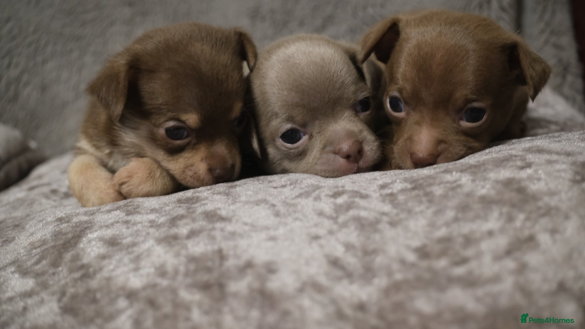 Chihuahua dogs PERFECT PUREBRED TINY CHIHUAHUA PUPPIES  - Advert 4