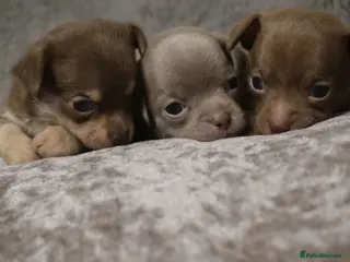 Chihuahua dogs PERFECT PUREBRED TINY CHIHUAHUA PUPPIES - Advert 3