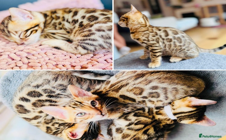 Bengal cats - Advert 1