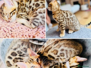 Bengal cats - Advert 3