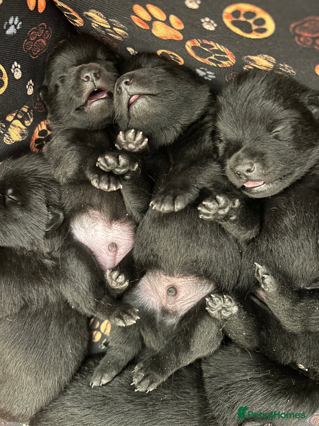 Schipperke dogs for sale: Puppy schipperke  - Image 7