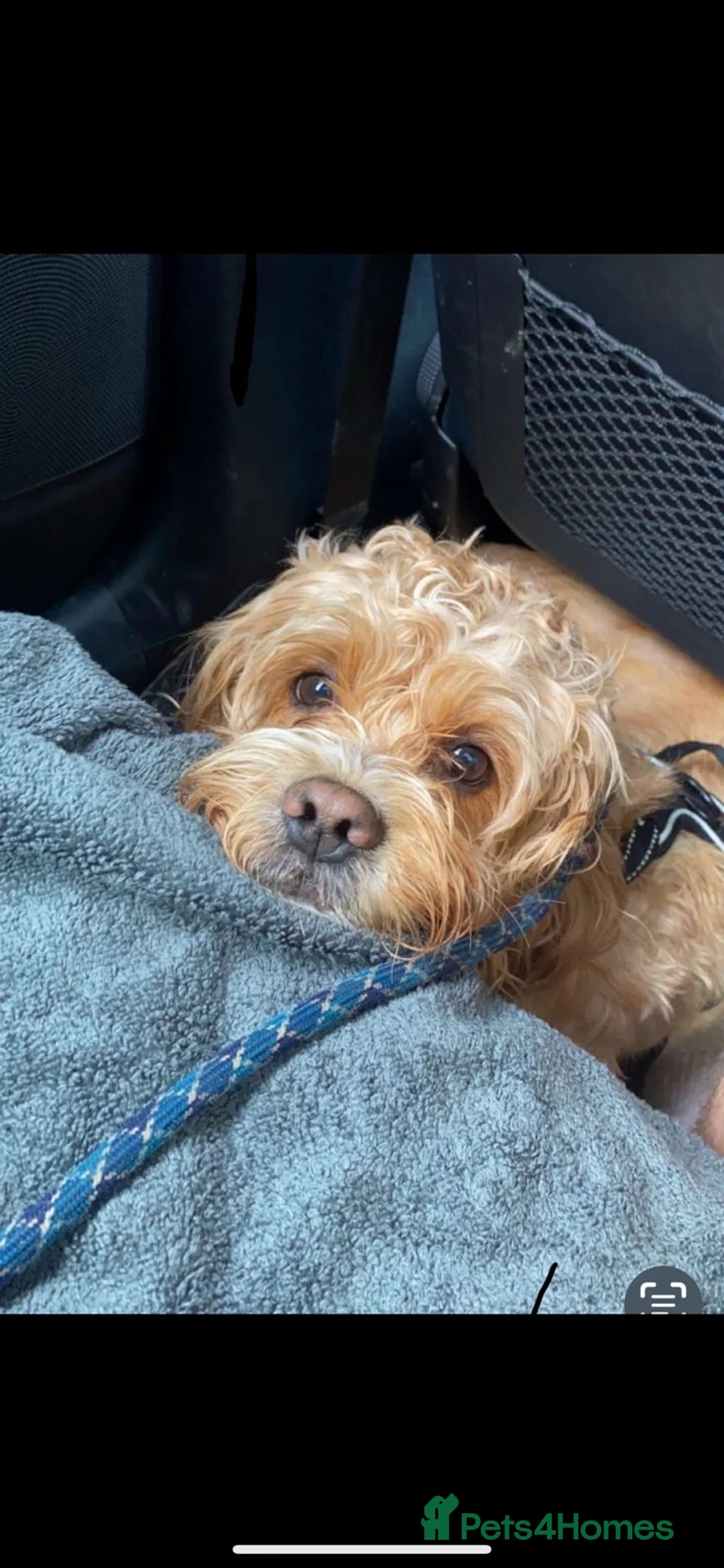 Mixed Breed dogs for sale: Cock-A-Tzu male - Advert 2