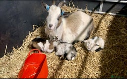 Goats livestock for sale: Adorable Pygmy Goats For Sale! - Image 4