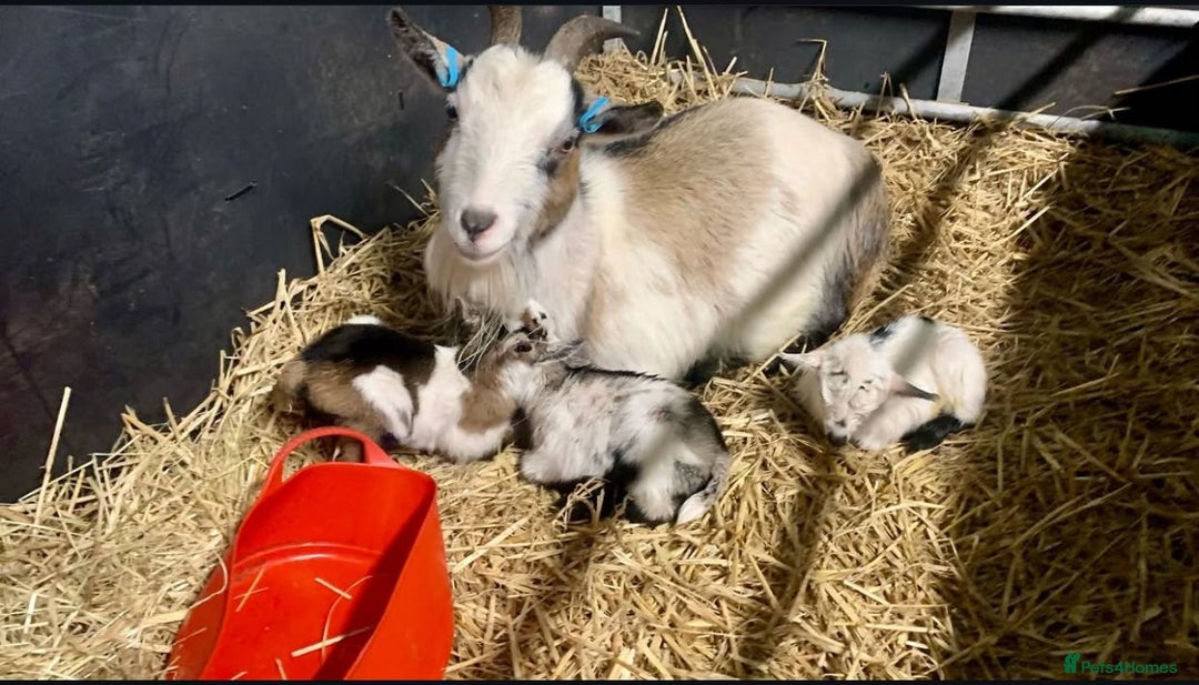 Goats livestock for sale: Adorable Pygmy Goats For Sale! - Image 4