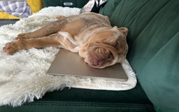 English Bulldog dogs for sale: Stunning Male English Bulldog with Piercing Eyes - Image 12
