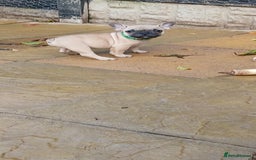 French Bulldog dogs for sale: Quality standard french bulldogs.  - Advert 12