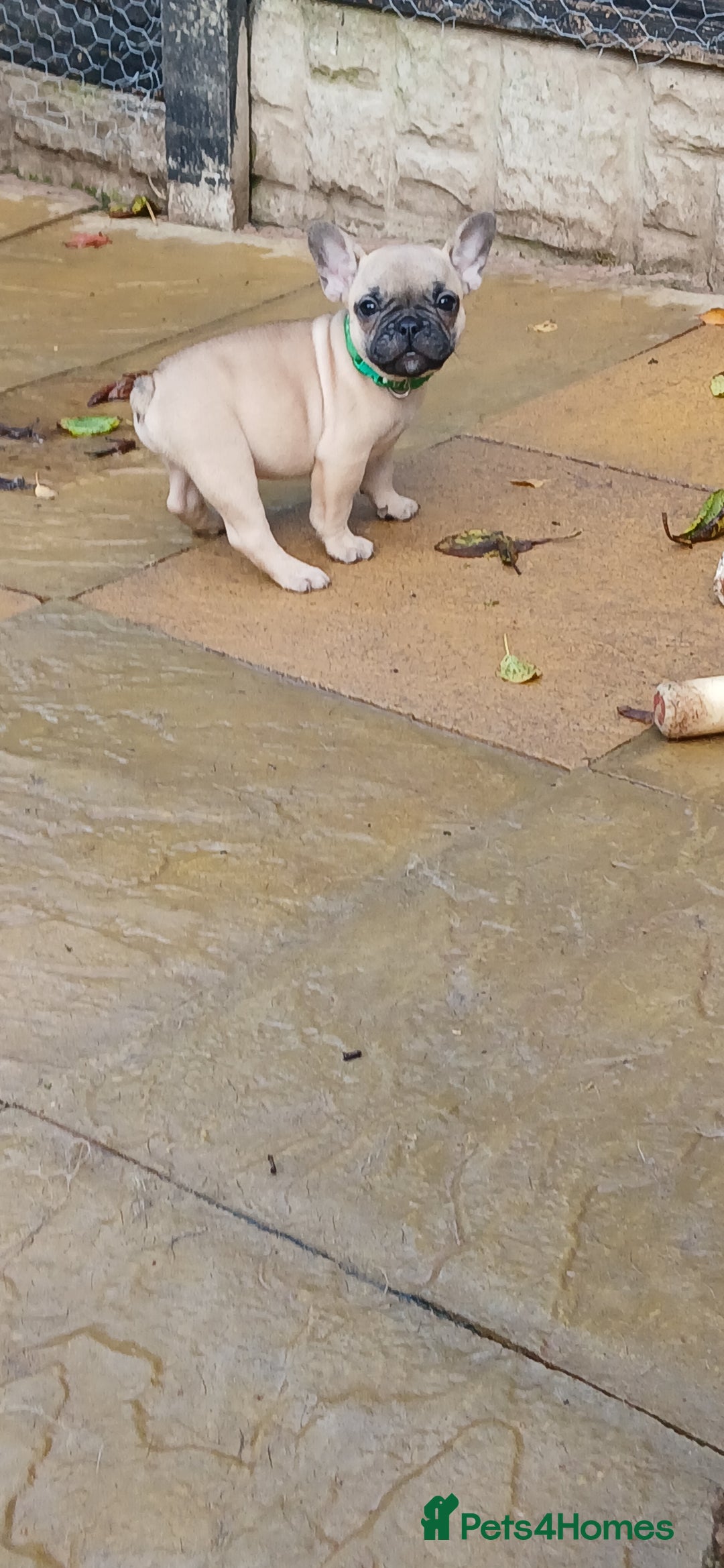 French Bulldog dogs for sale: Quality standard french bulldogs.  - Advert 12