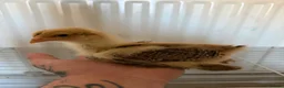 Chickens poultry for sale: Gold Partridge Brahma Chicks - Advert 4
