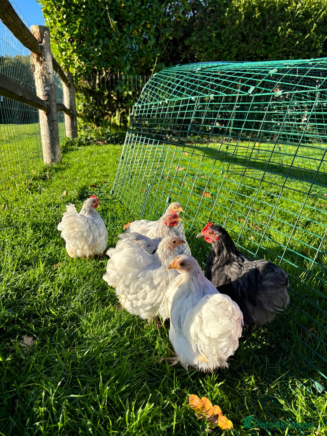 Chickens poultry for sale: Trio of bantams  - Image 14