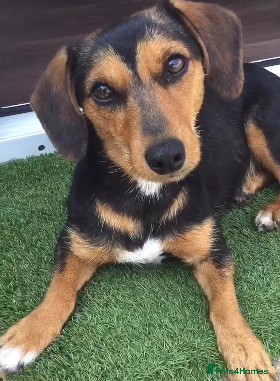 Jackshund dogs for sale: Jackhounds in Weston-super-Mare - Advert 2