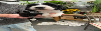 Tibetan Terrier 1