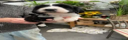 Tibetan Terrier dogs for sale: Beautiful Tibetan Terrier puppes - Advert 7