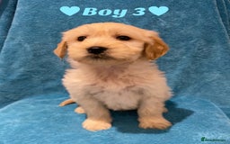 Goldendoodle dogs for sale: F1B Goldendoodles - Image 8