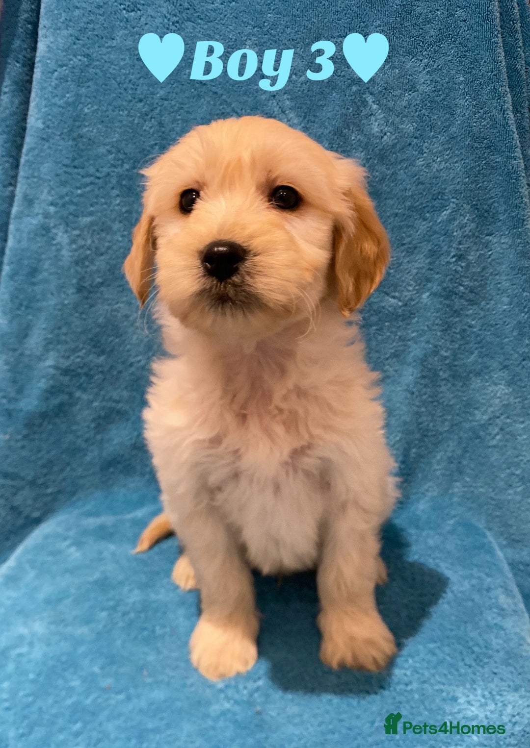 Goldendoodle dogs for sale: F1B Goldendoodles - Image 8