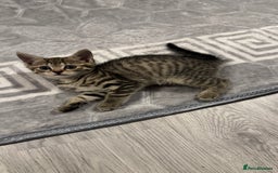 Domestic Shorthair cats for sale: 4 Domestic Shorthair Kittens - Image 3
