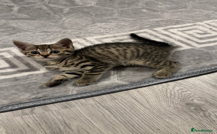 Domestic Shorthair cats - Advert 9