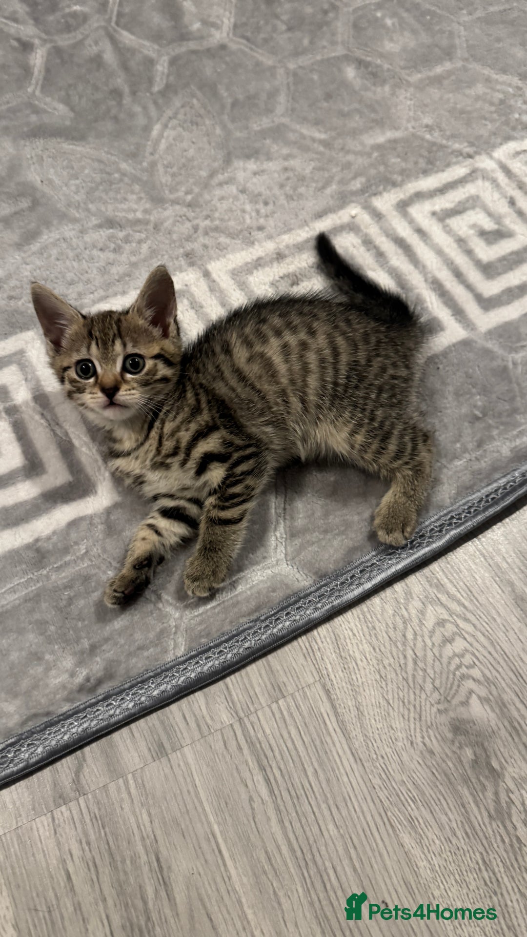 Domestic Shorthair cats for sale: 4 Domestic Shorthair Kittens - Image 3