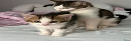 Mixed Breed cats for sale: beautiful kittens  in Eastleigh - Advert 4