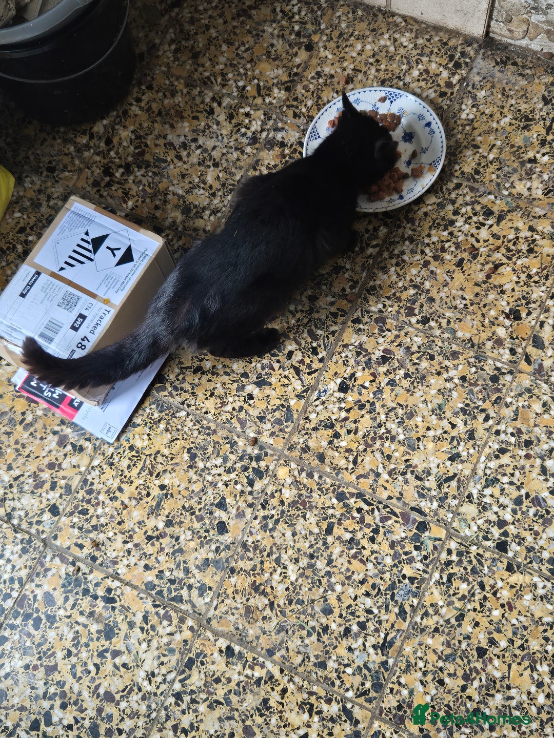 Mixed Breed cats for sale: Blue and black kittens - Image 6