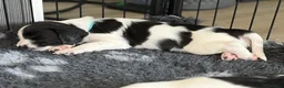 English Springer Spaniel dogs for sale: KC Registered English Springer Spaniel puppies - Advert 17