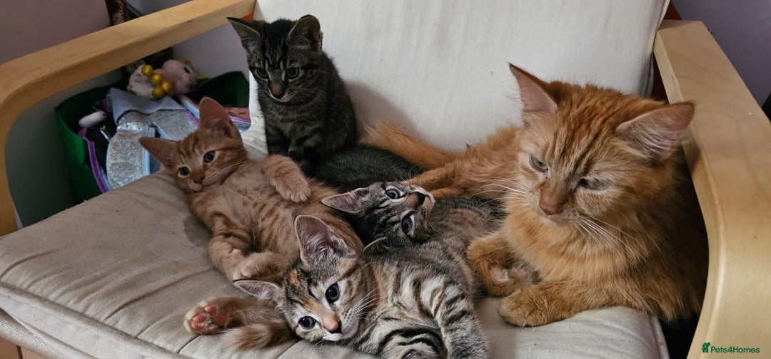 Mixed Breed cats for sale: 2 tabby males are available and ready for new home in Bristol - Image 8