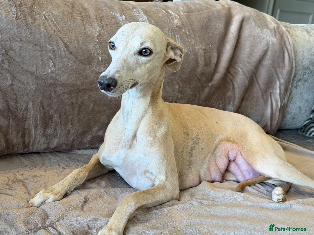 Whippet dogs for sale: ❤️ BEAUTIFUL BLUE WHIPPETS KC REGISTERED❤️ - Advert 2
