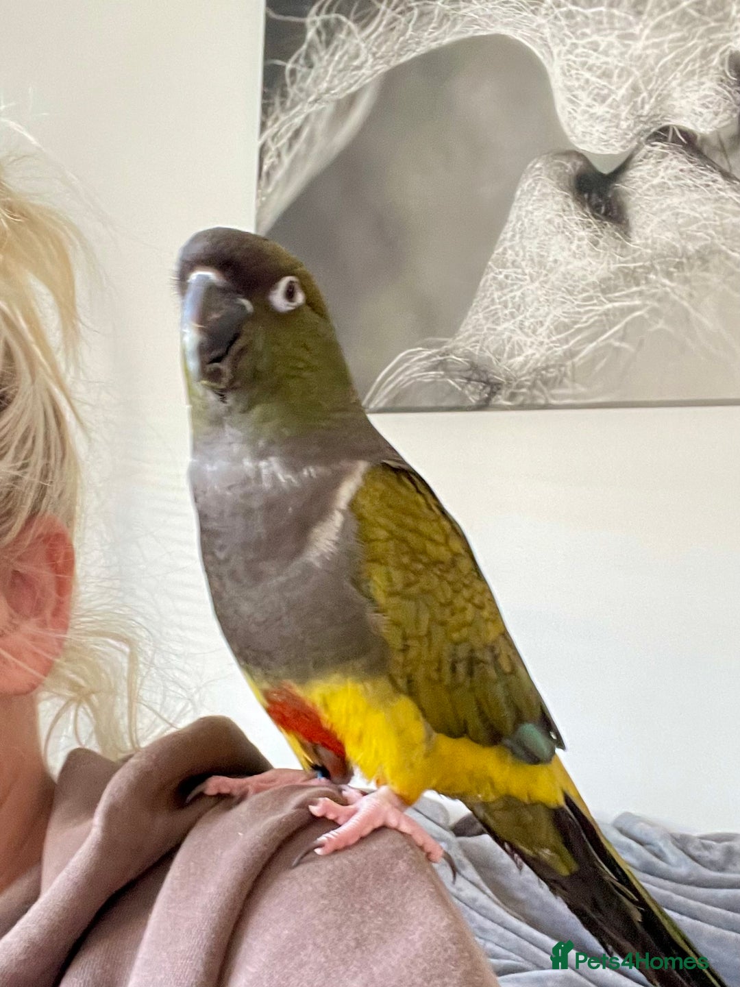 Parrots birds for sale: Patagonian conure - Image 3