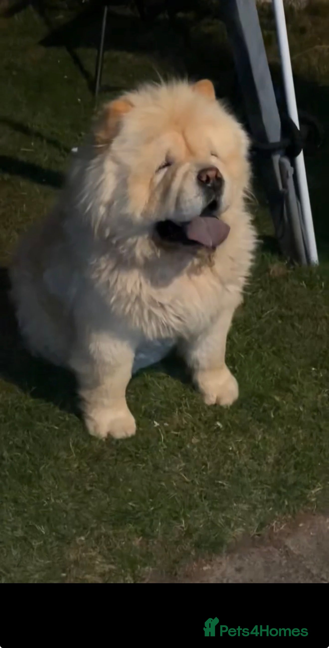 Chow Chow dogs DWKC registered chow chow - Advert 1